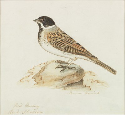 Il passero delle canne da Thomas Bewick
